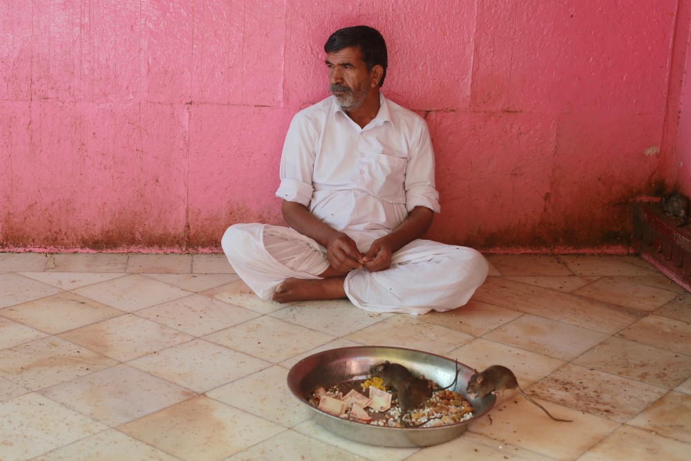THE KARNI MATA RAT TEMPLE 
-Pilgrims not only feed the rats, believing it lucky to have a rat eat from their hand, but also themselves eat some of the food which the rats have already nibbled.