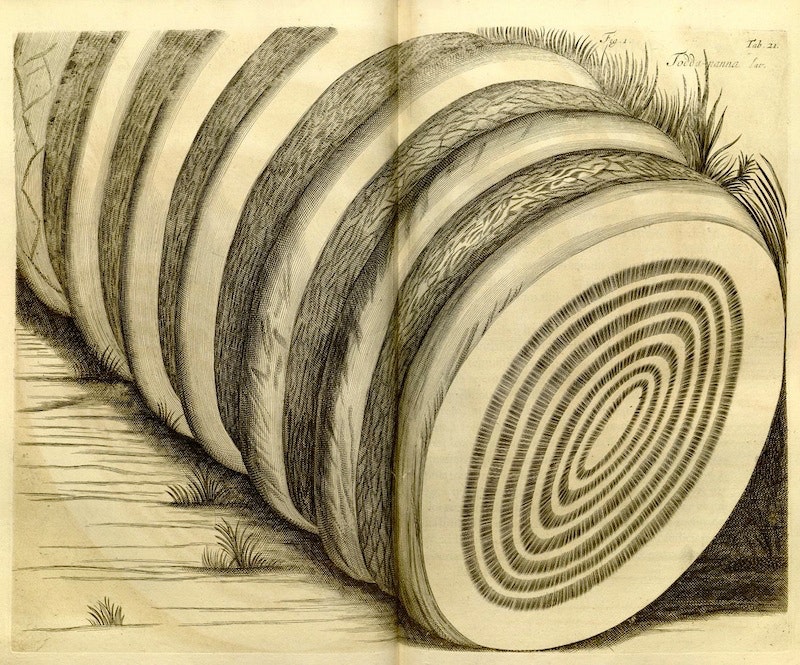 HORTUS MALABARICUS