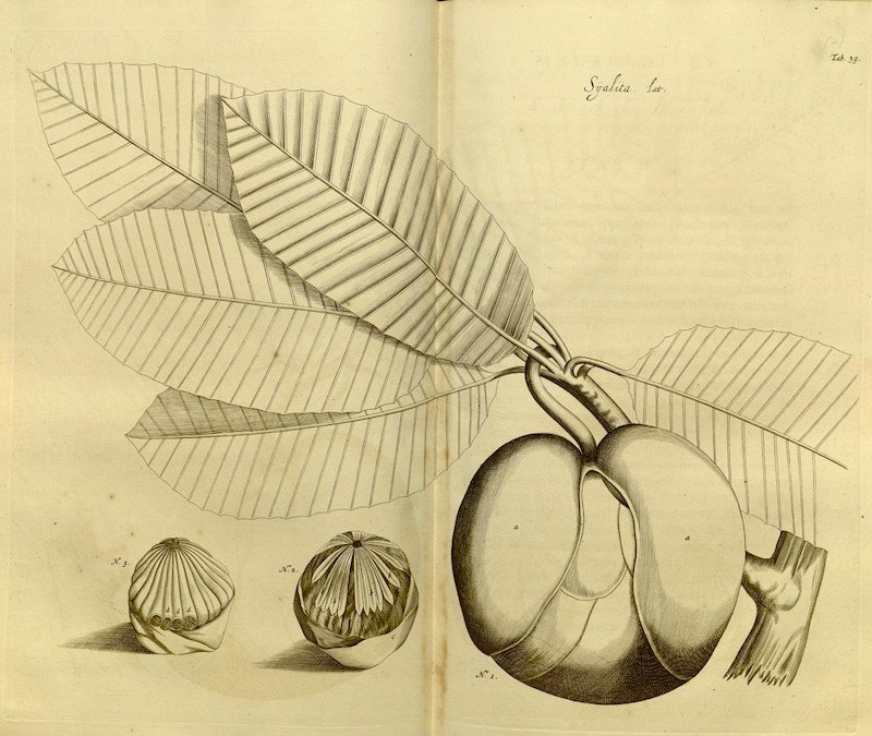 HORTUS MALABARICUS