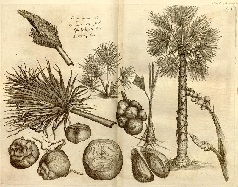 HORTUS MALABARICUS