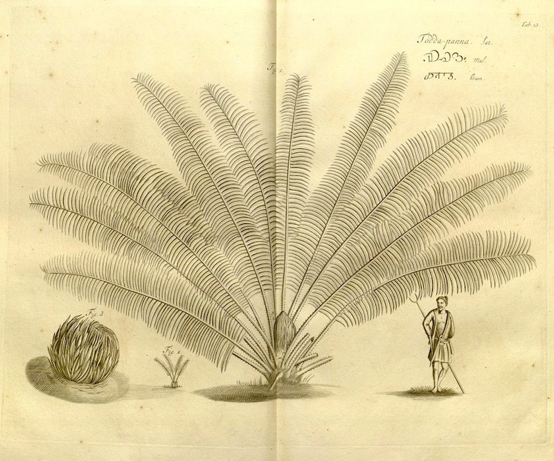 HORTUS MALABARICUS