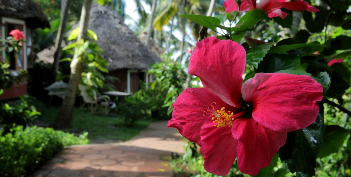 Ayurveda Journals  MANALTHEERAM AYURVEDA BEACH VILLAGE